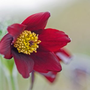 Pulsatilla rubra subsp. rubra