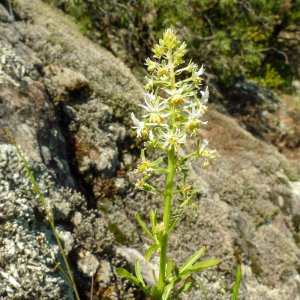 Reseda jacquinii