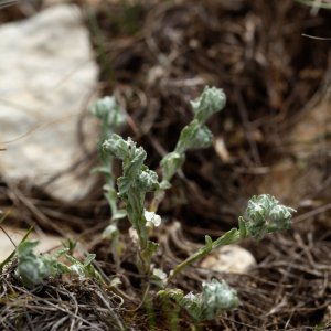 Bombicylaena erecta