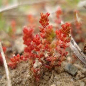 Crassula tillaea