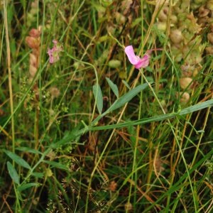 Lathyrus cirrhosus