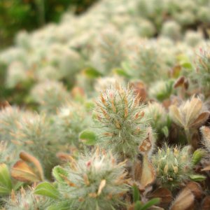 Trifolium sylvaticum