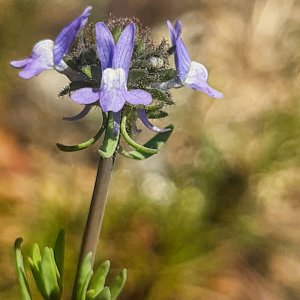 Linaria arvensis