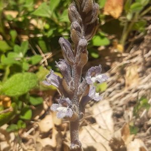 Phelipanche cernua