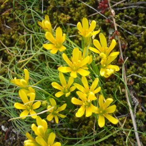 Gagea bohemica