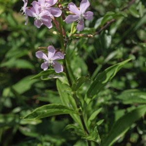 Saponaire officinale