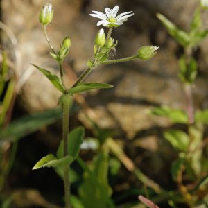 Myosoton aquatique