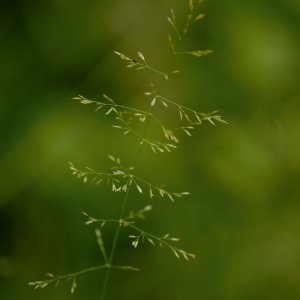 Pâturin de bois