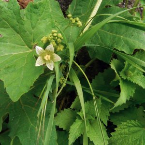 Bryone dioique