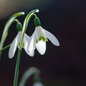 Perce-neige