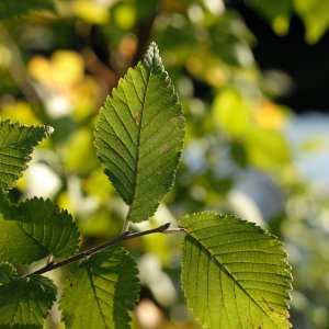 Orme à petites feuilles