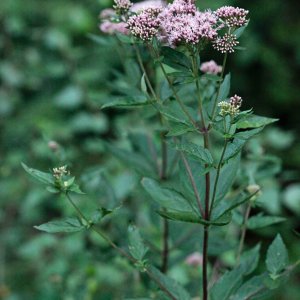 Eupatoire chanvrine