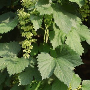 Houblon