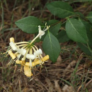 Chèvrefeuille des bois