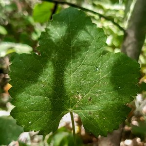 Vigne sauvage