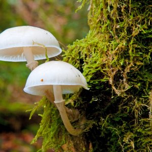 Champignons