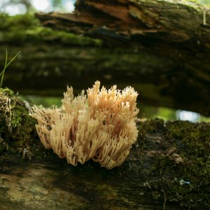 Champignon