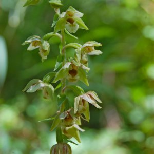 Épipactis helleborine