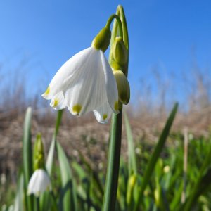 Nivéole d'été