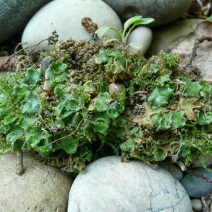 Bryophytes en ripisylve
