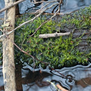 Leptodyctium riparium