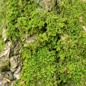 Communauté de bryophytes