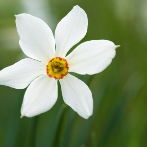 Narcissus poeticus L., 1753