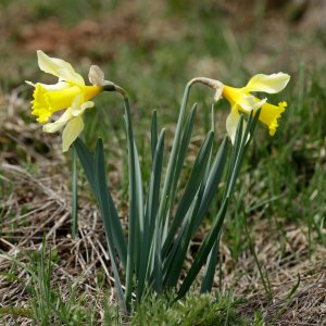 Narcissus pseudonarcissus L., 1753