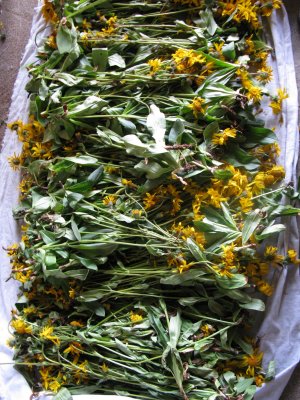 Cueillette d'arnica