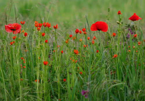 Adonis aestivalis